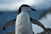 Picture 'Ant1_1_03771 Chinstrap Penguin, Penguin, Pygoscelis Antarcticus, Antarctica and sub-Antarctic islands, South Shetland Islands, Half Moon Island'